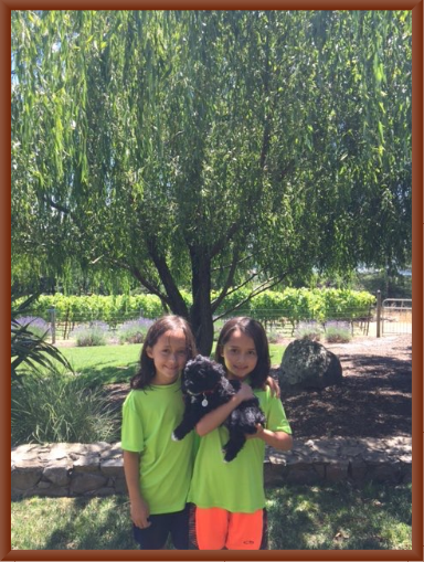 Willow, the Pup, & Girls Under the Willow Tree